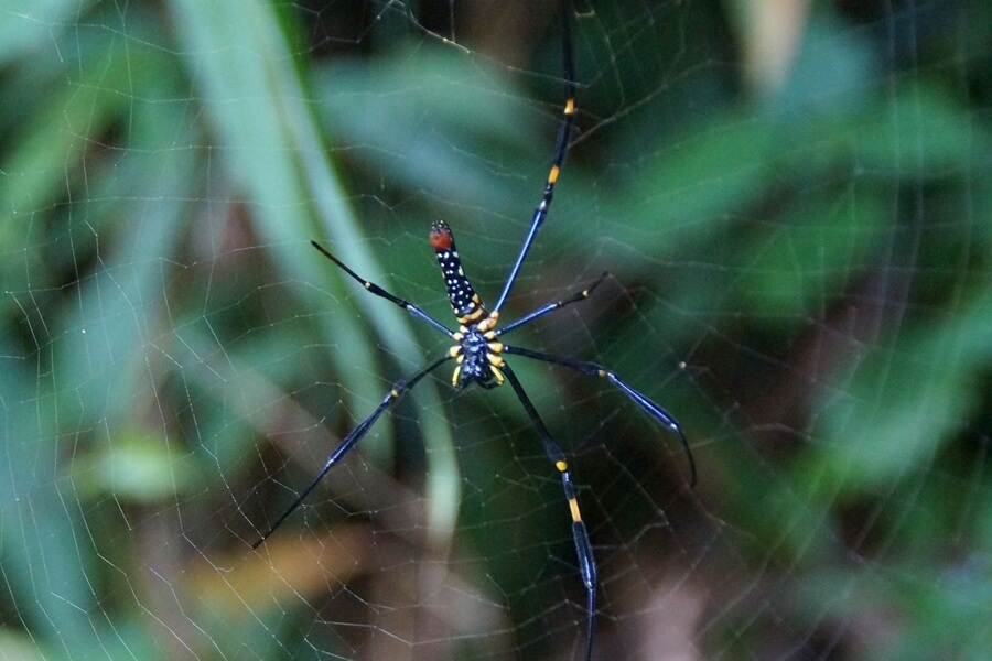 Khao Yai National Park