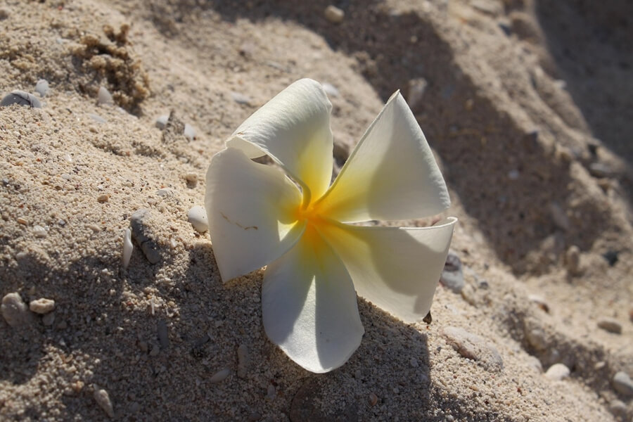 Plumeria-bloem op het strand van Koh Kood