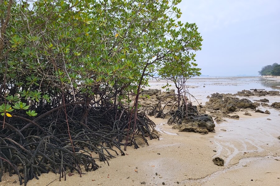 Klein strand met mangroves en rotsen op Koh Kradan
