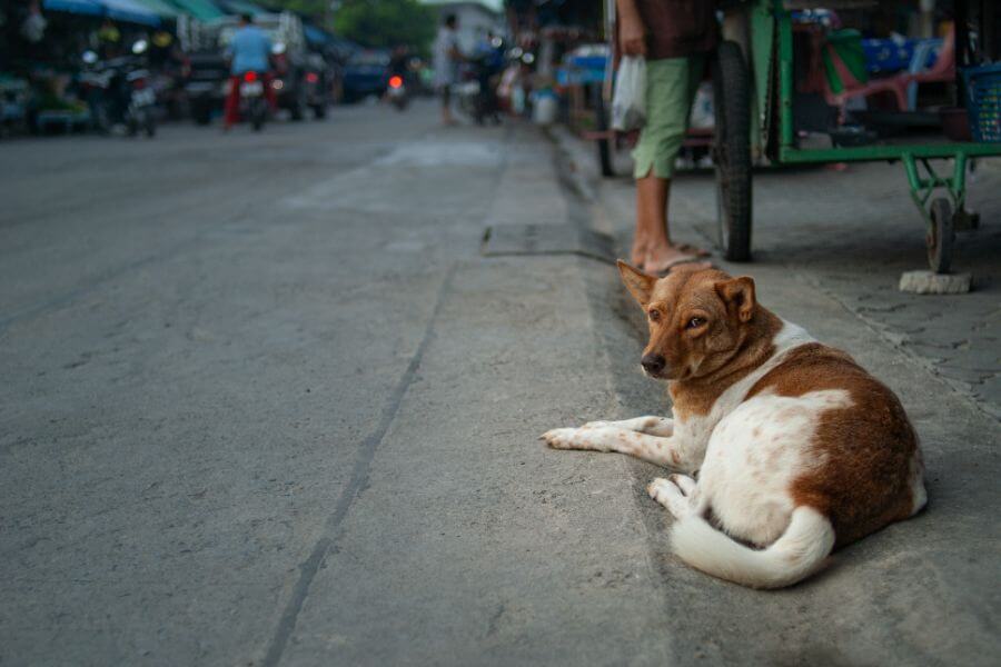 Thailand Koh Phangan hond op straat